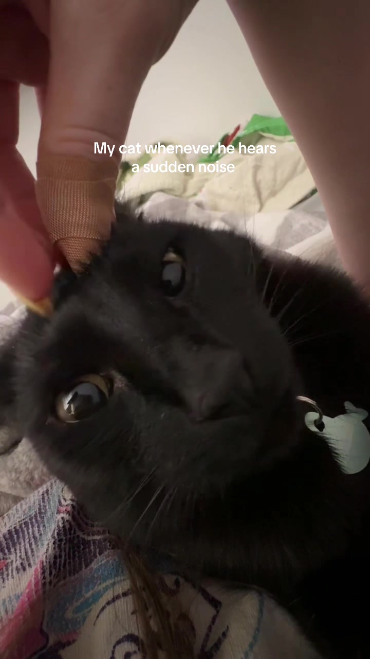 @Biggy smalls🐈⬛