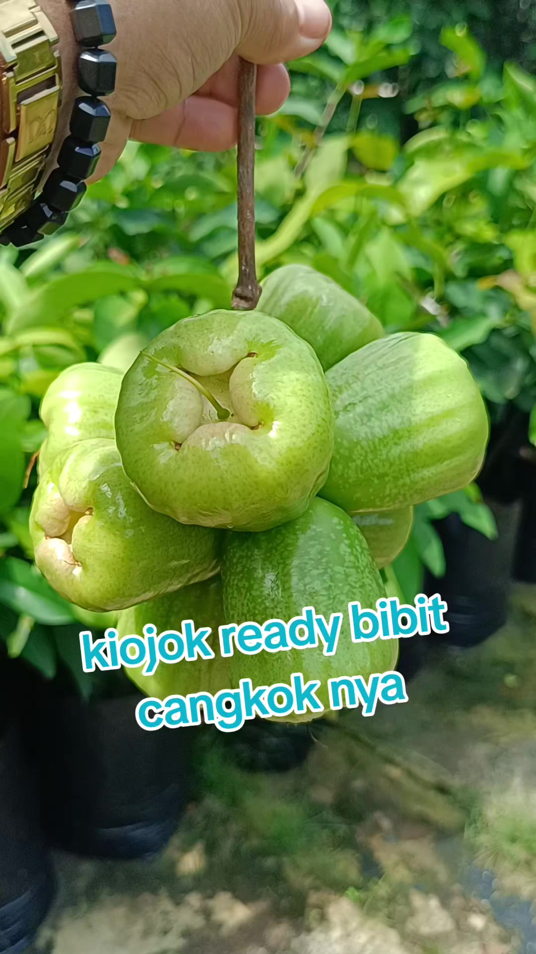 @Bibit khusus samarinda