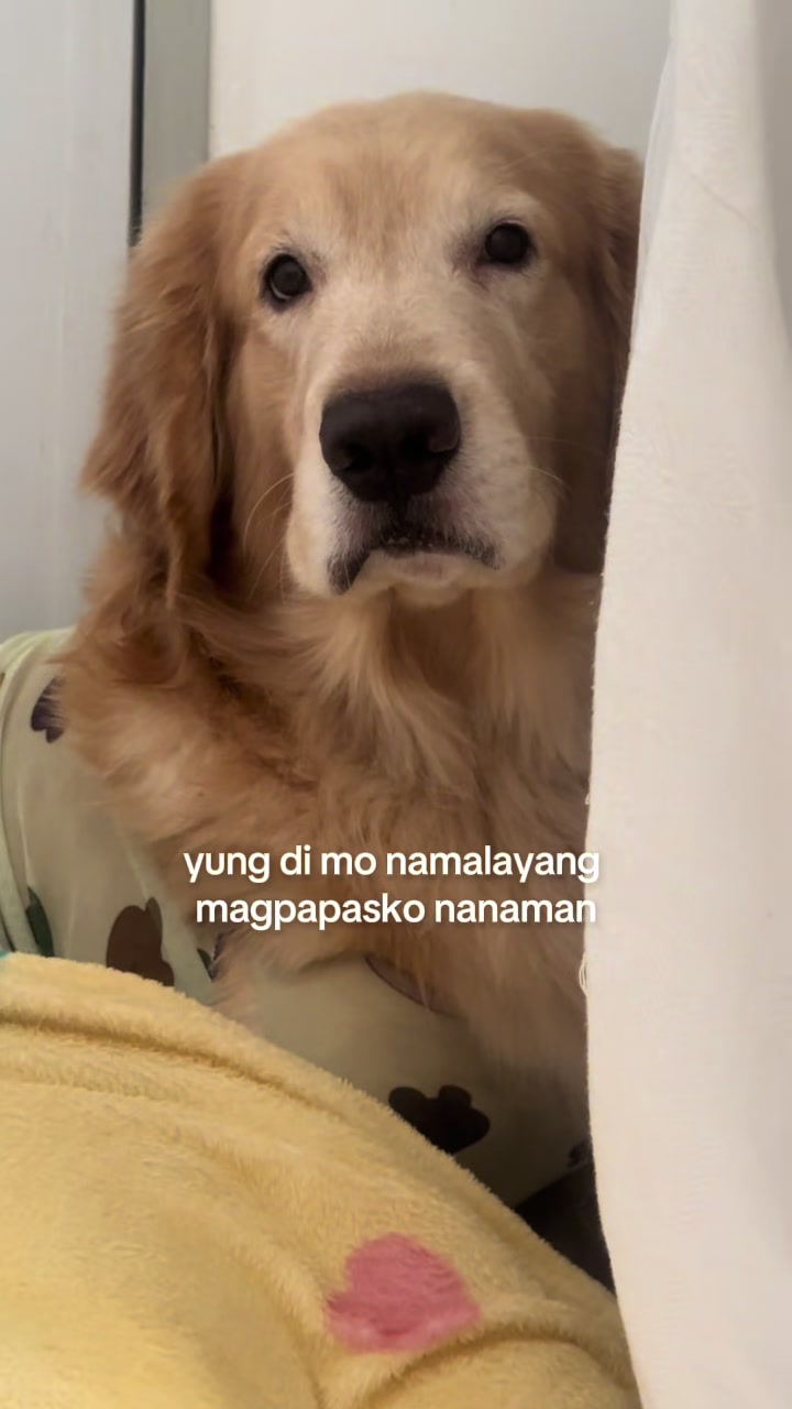 @aljerienianne