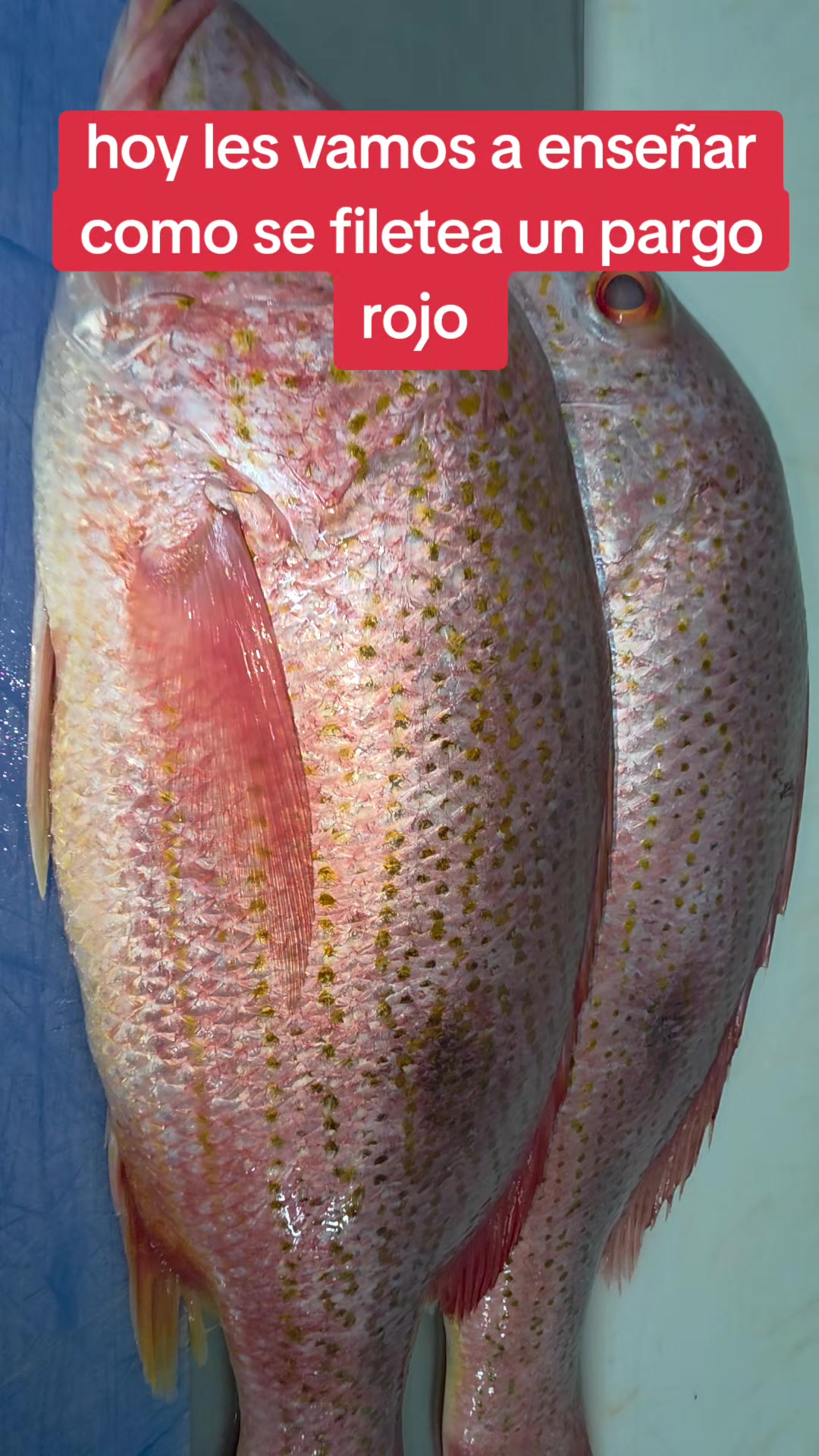 @Fish Store