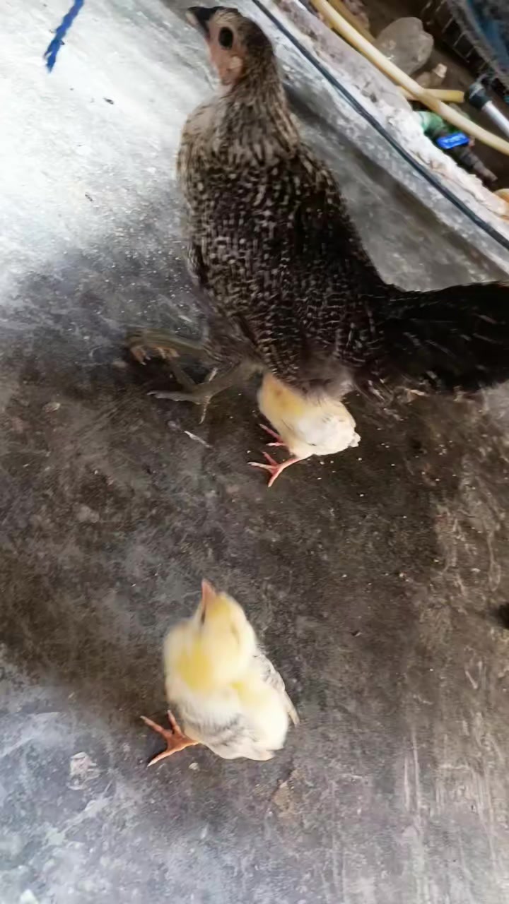 @Mari pyari Maa