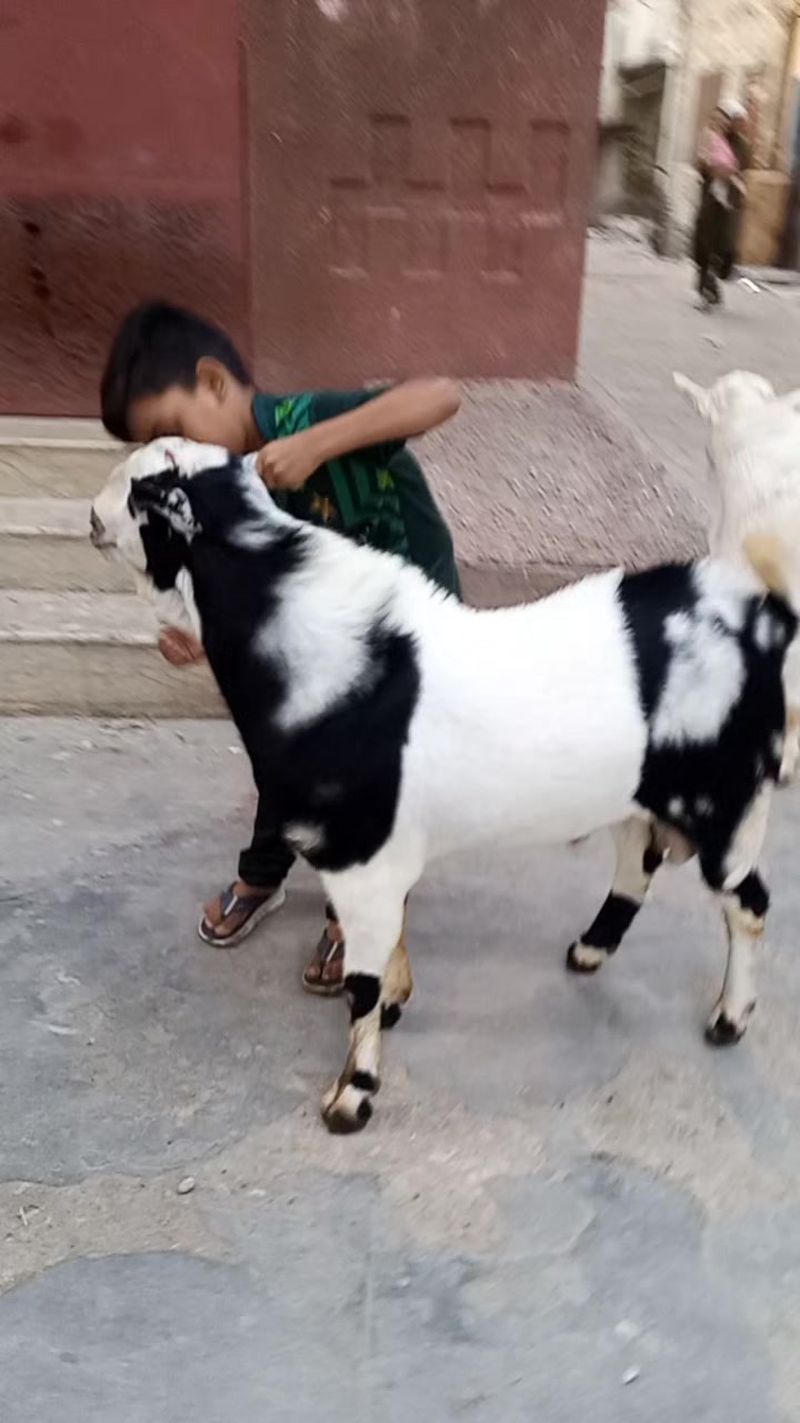 @rihan malik