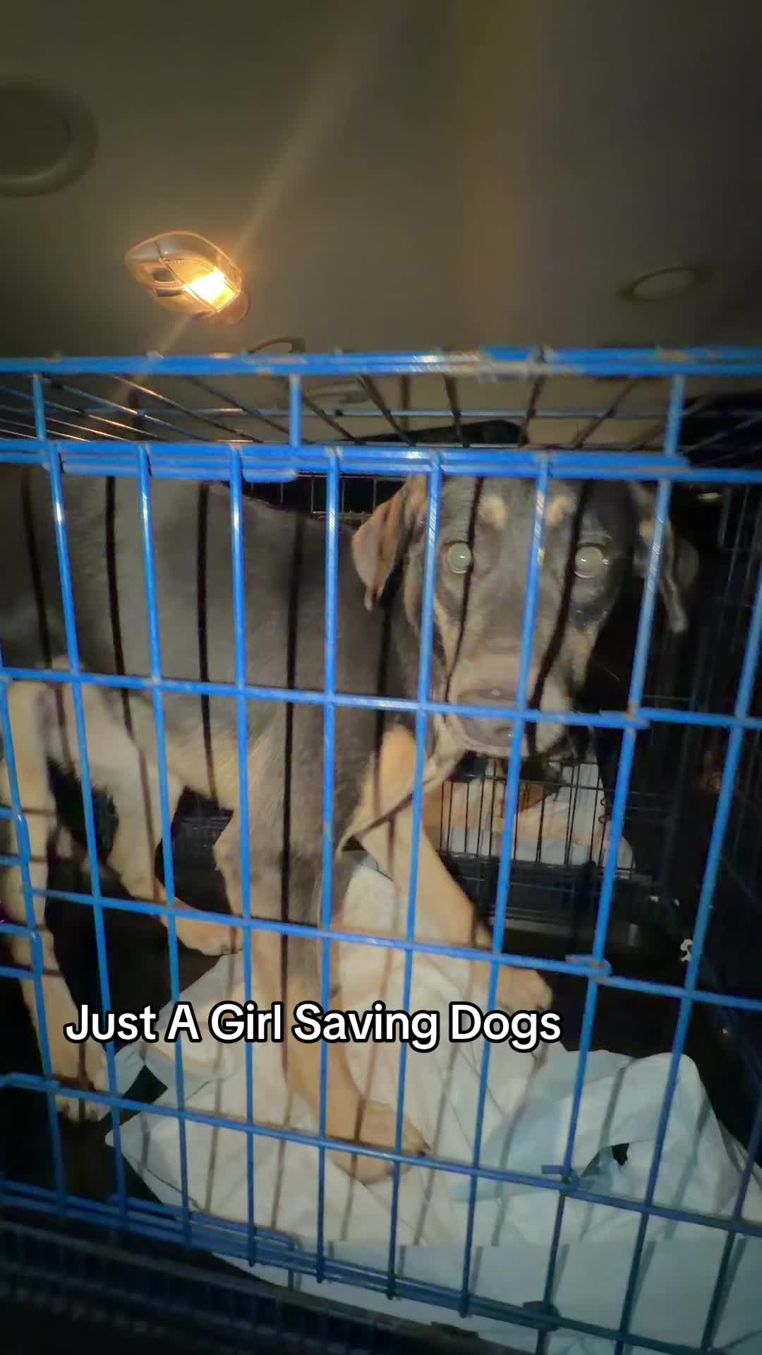 @Just A Girl Saving Dogs