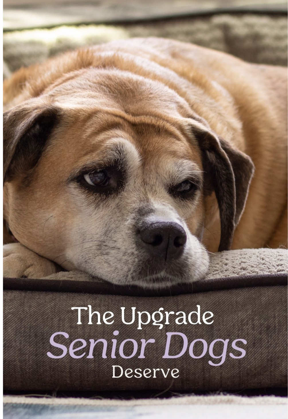@Lovewag Pets