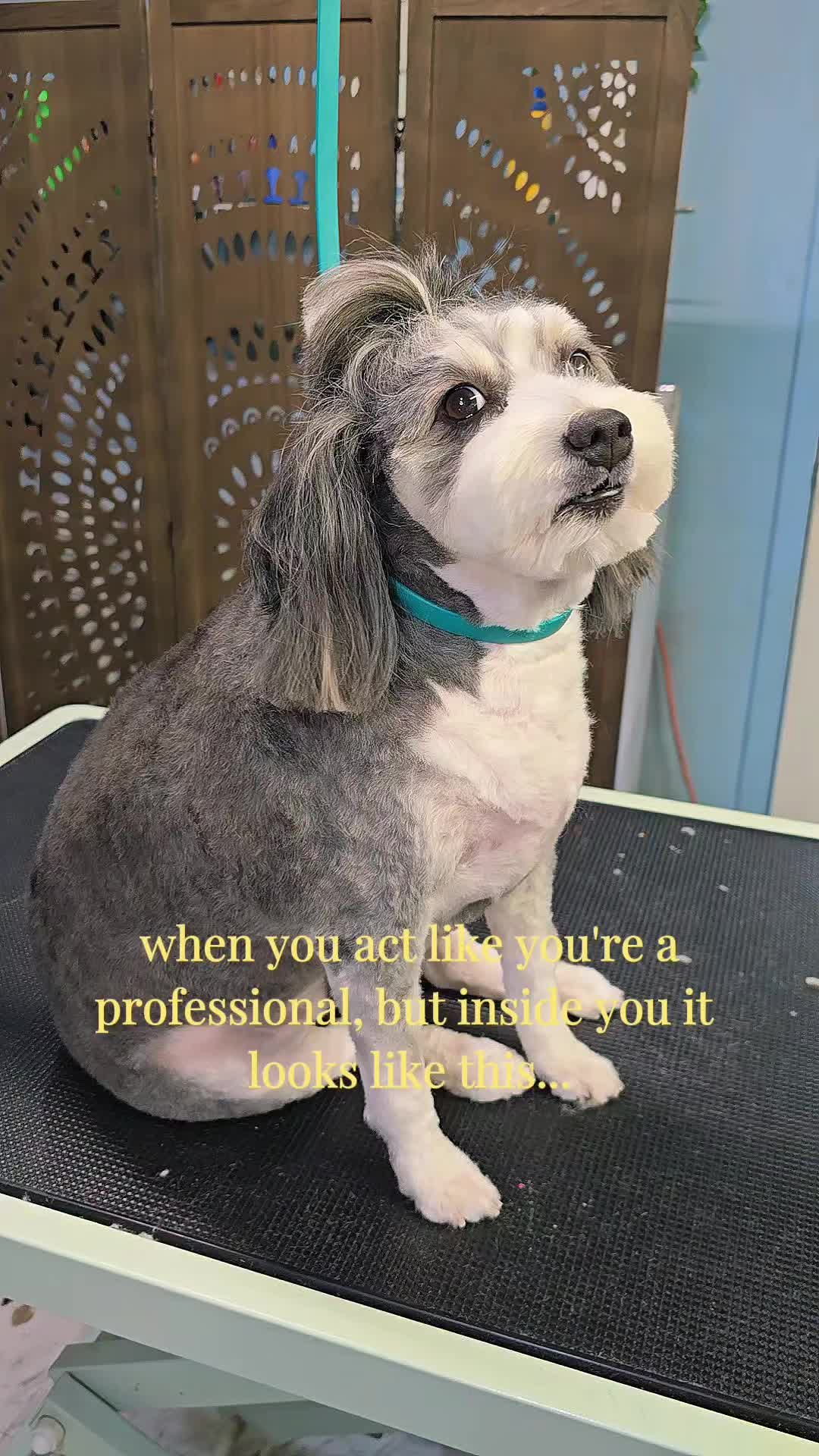 @Fairy Tails Grooming