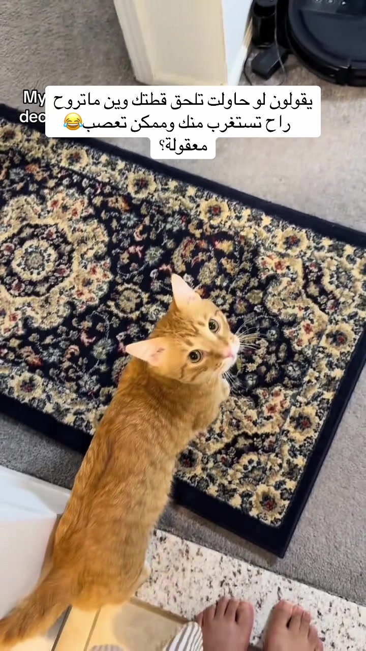 @اقبال والقطط