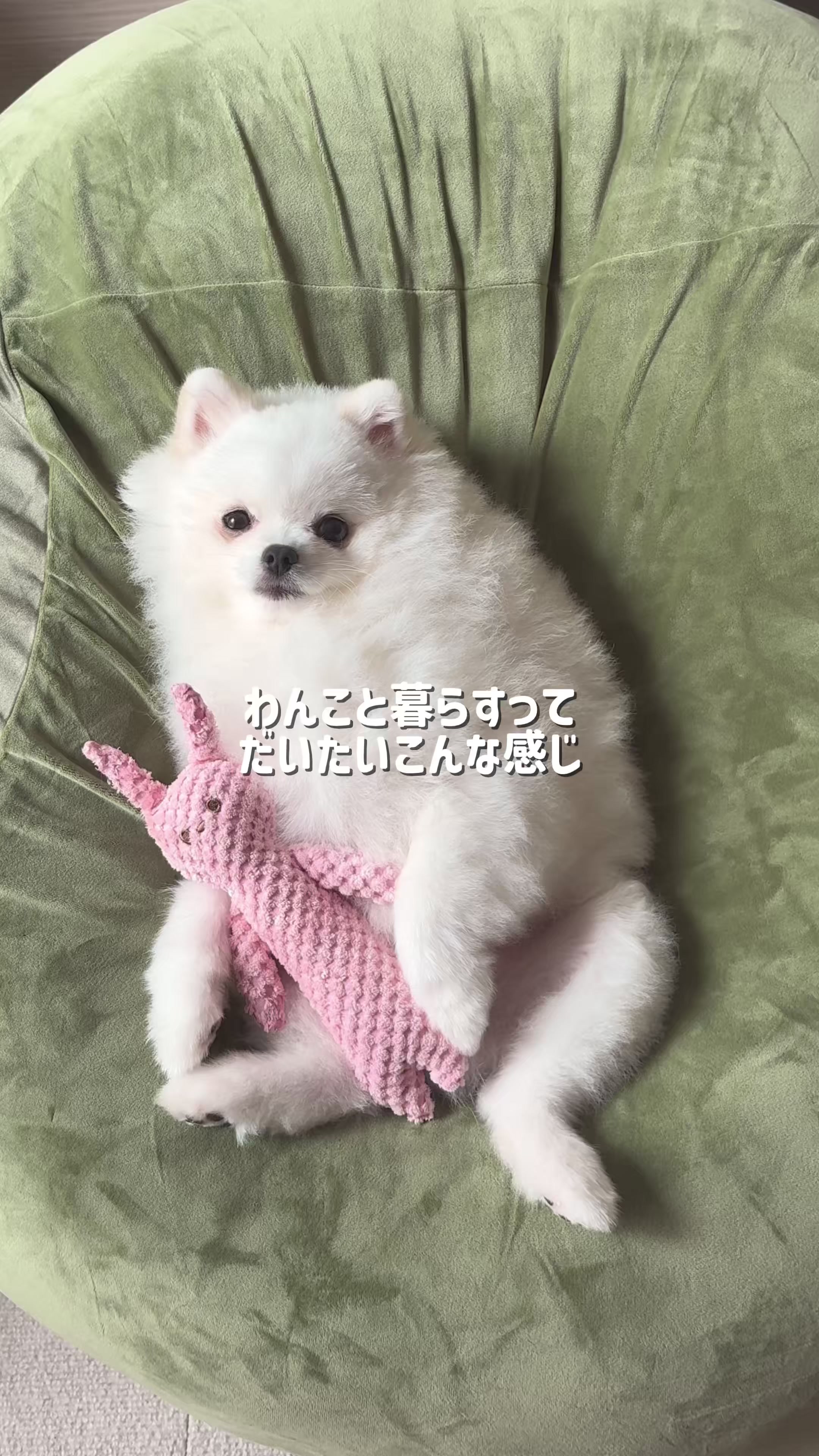 @ポメラニアンのミル🍼