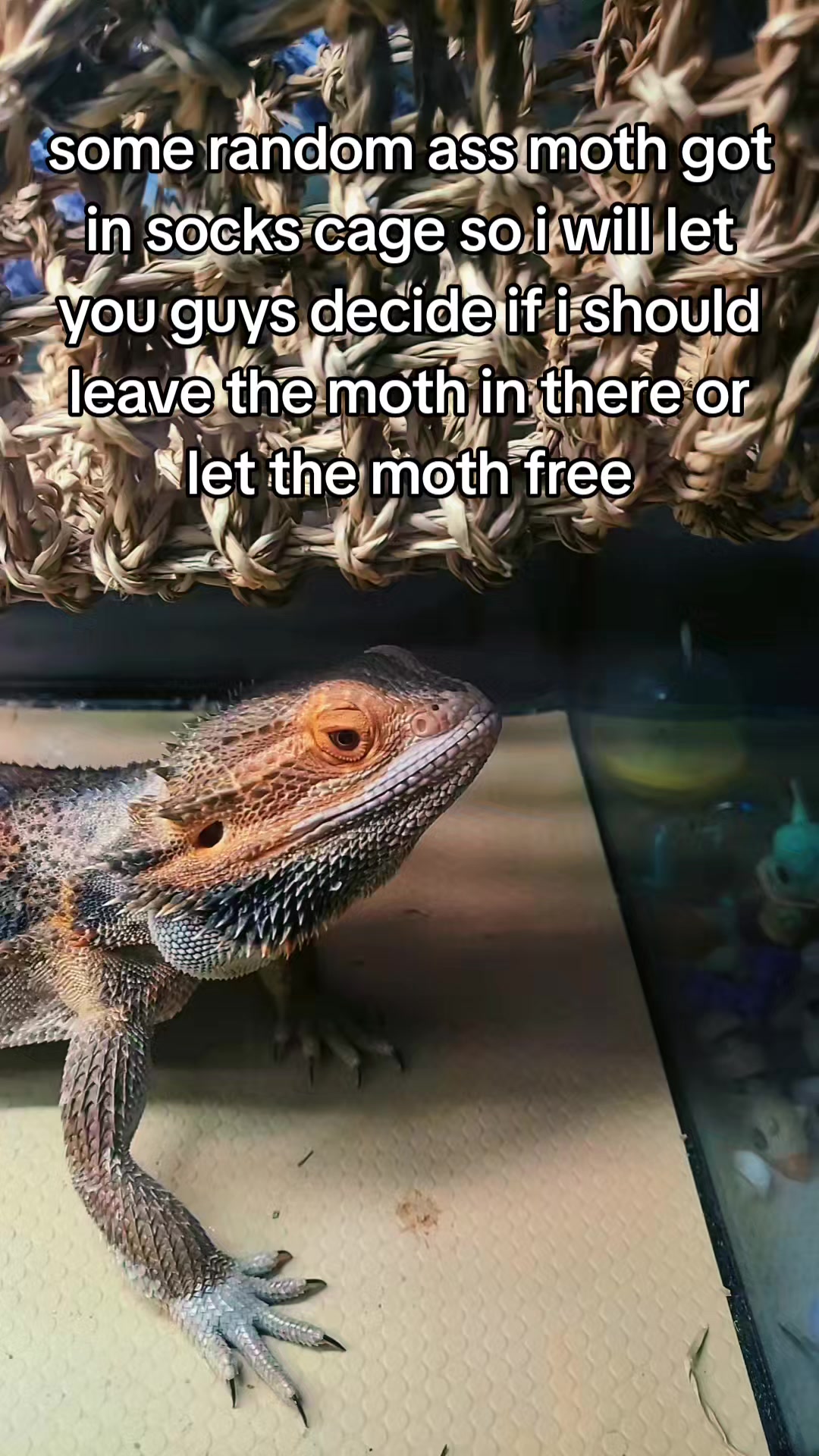 @Giganotosaurus