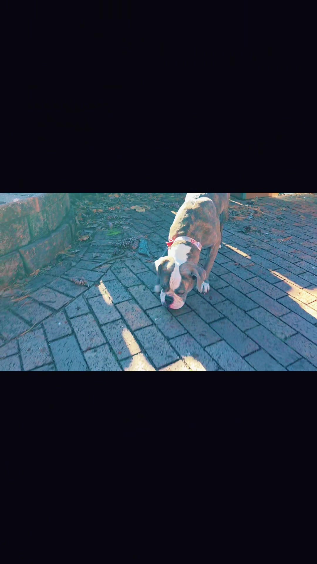 @Omaha Pet Sitter