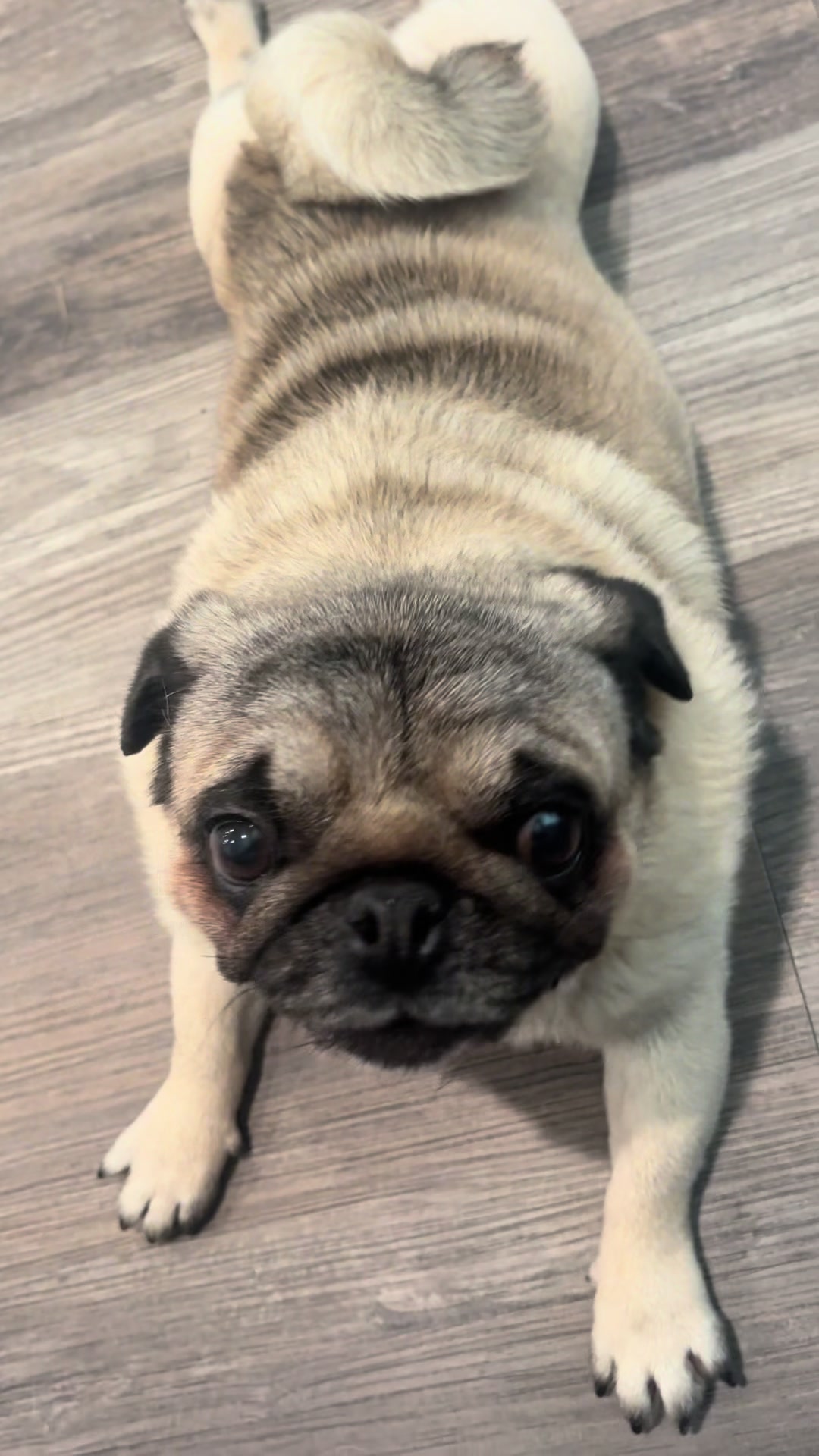 @Rocki the Pug ๐ถ