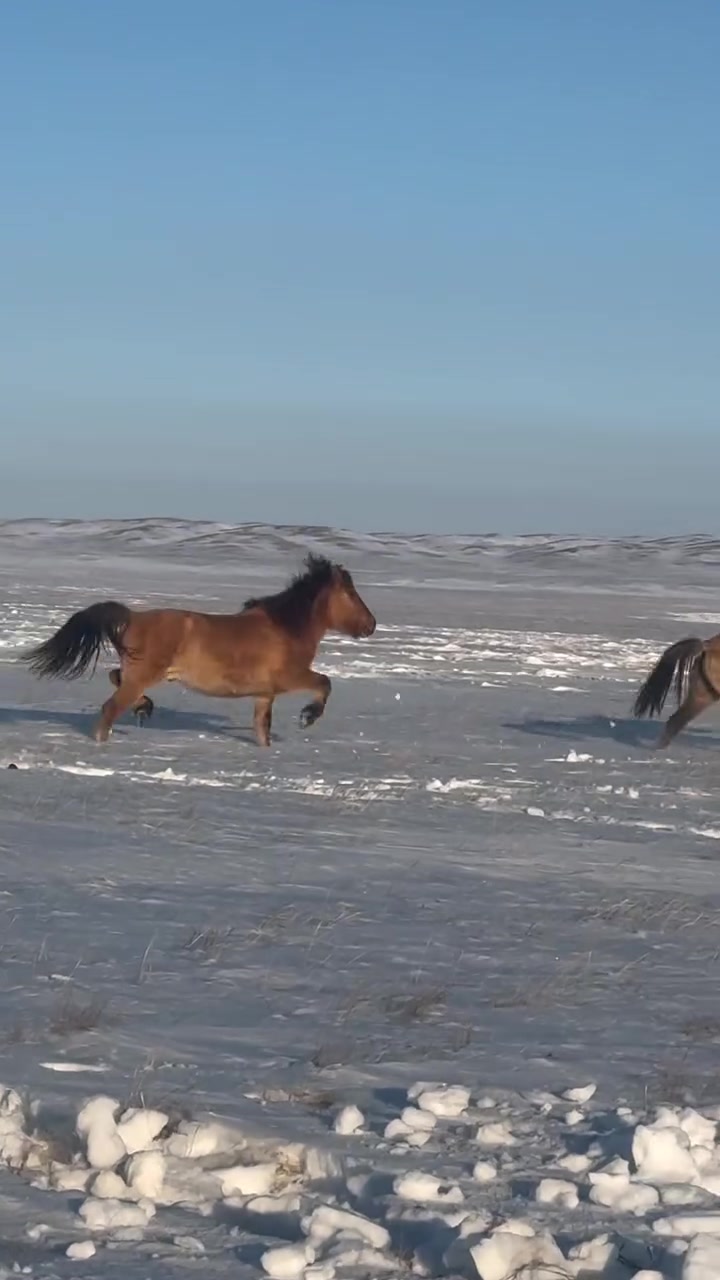 @KH KAZ_ULAN🐴