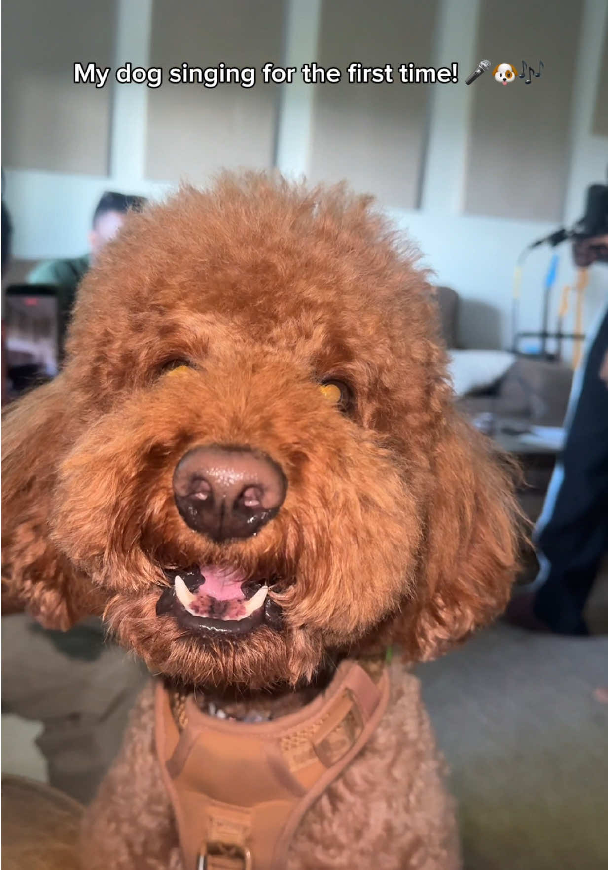 @Mocha | Mini Goldendoodle 🐾