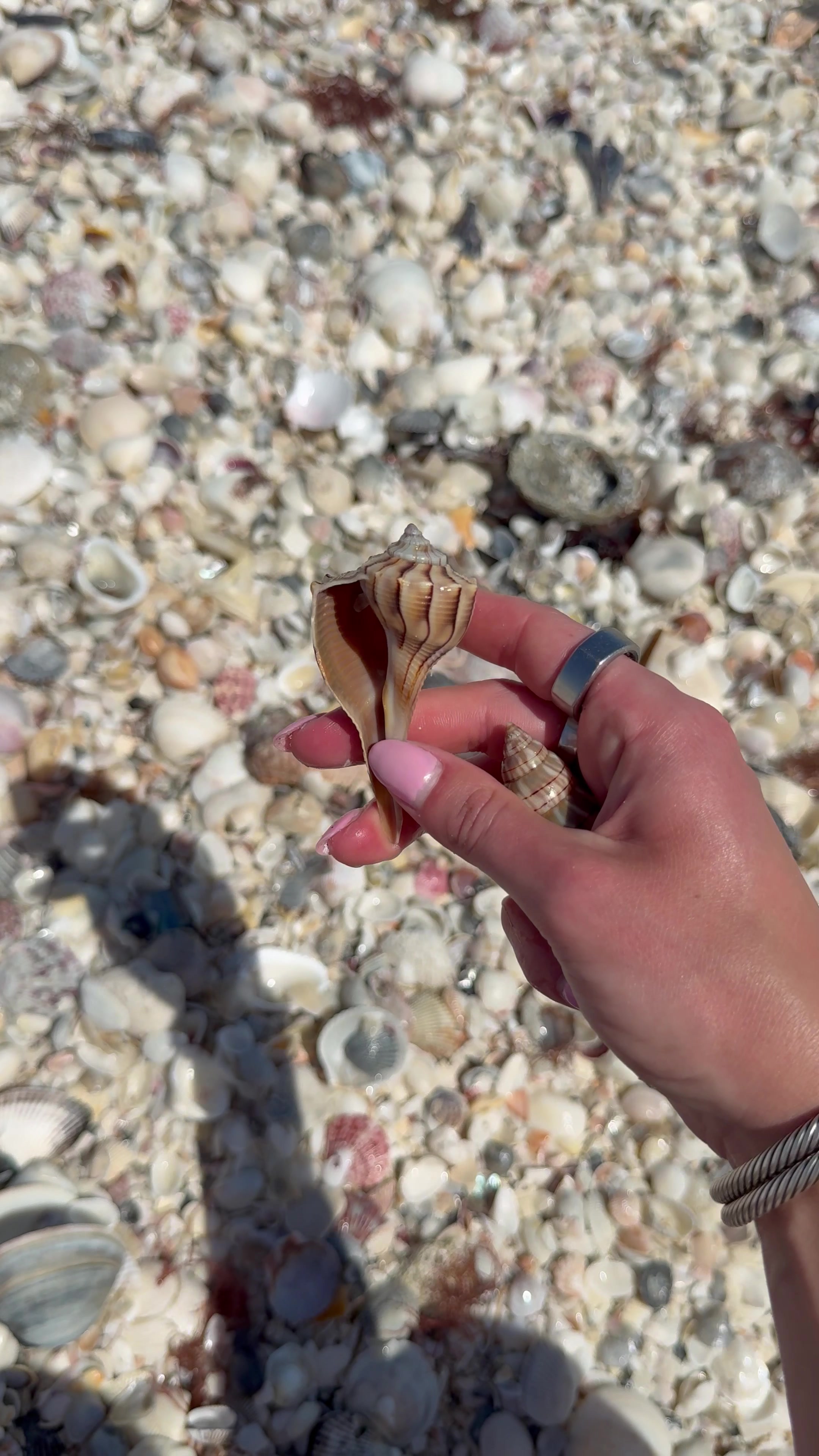 @Sanibel Sis