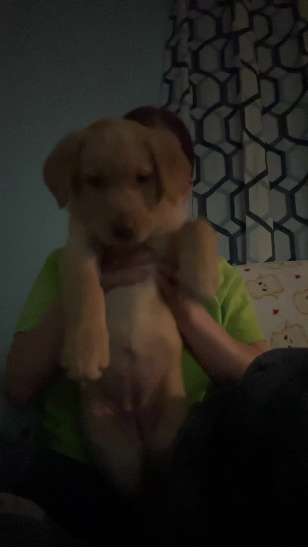 @Chocolate Labrador