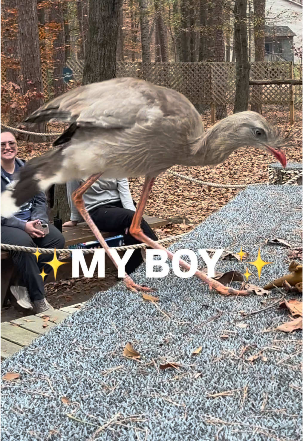 @Carolina Raptor Center