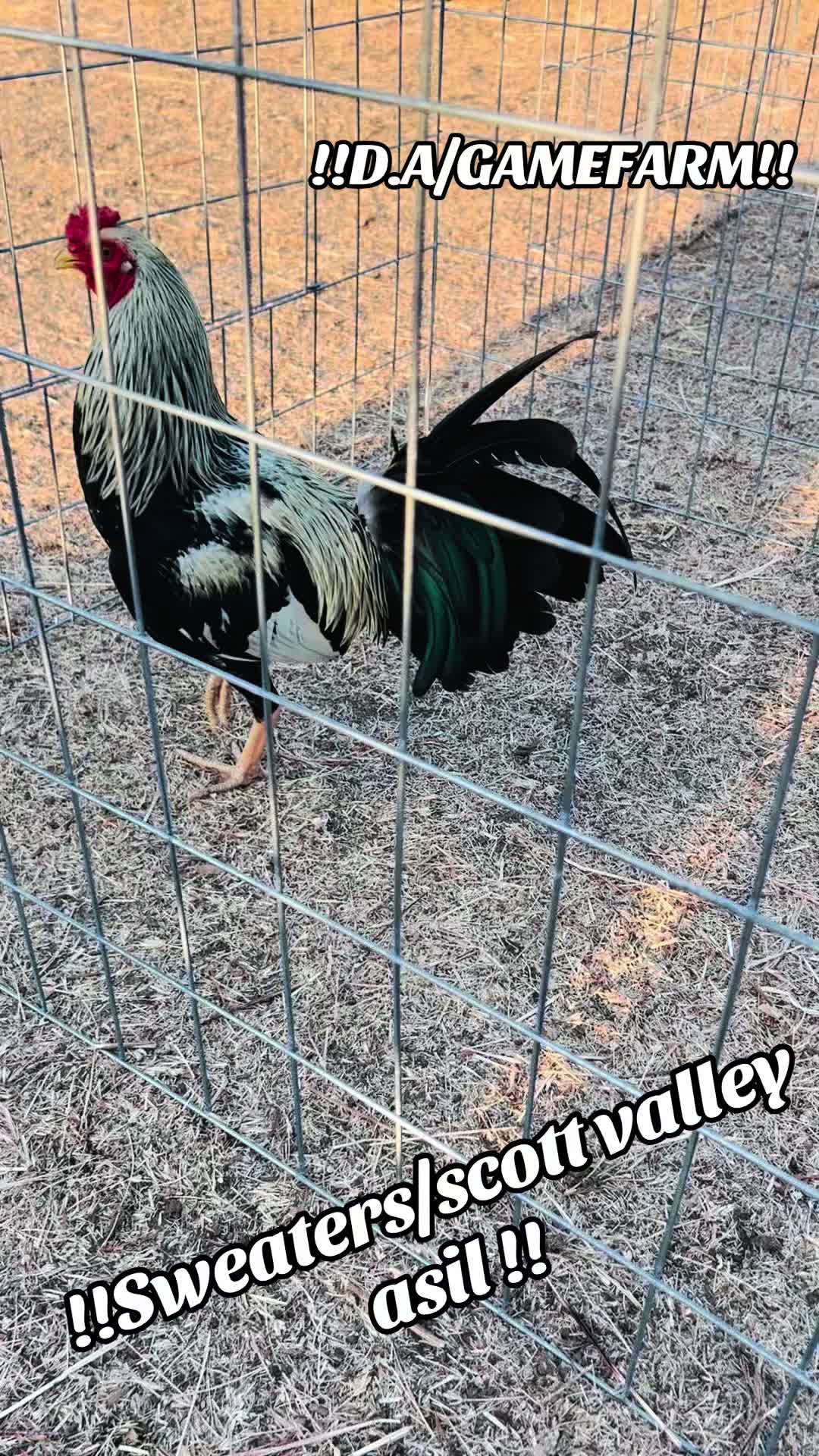 @DAgamefarm