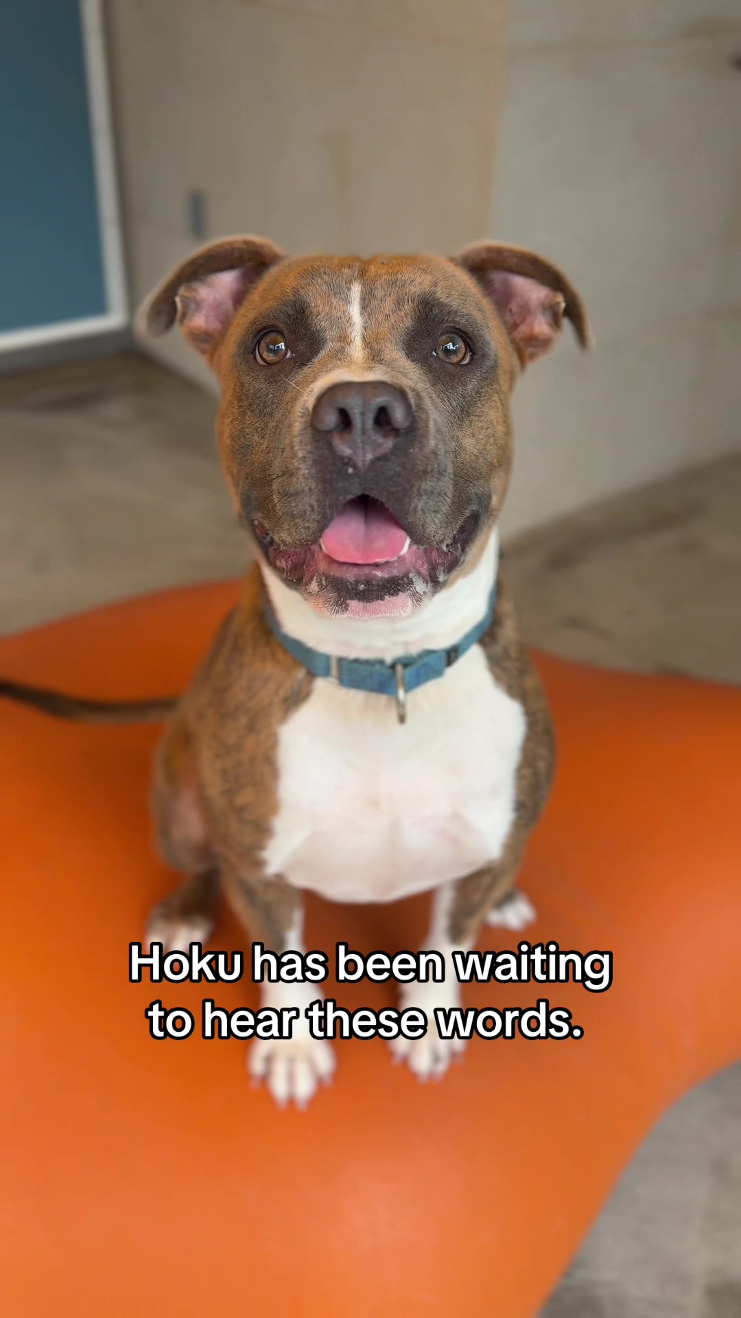 @Hawaiian Humane Society