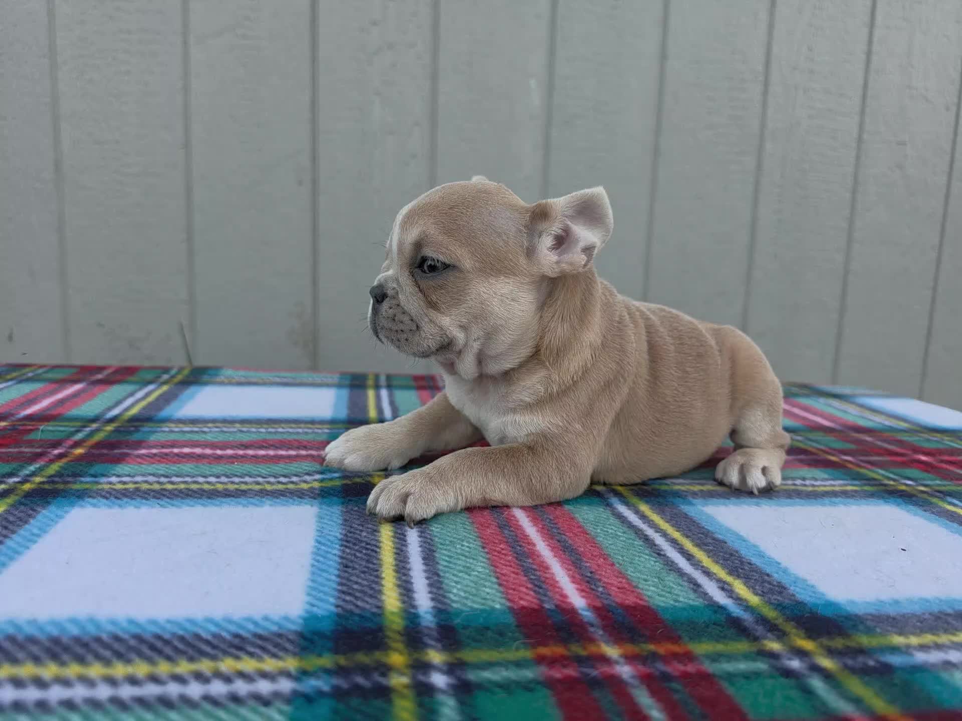 @bkrfrenchies