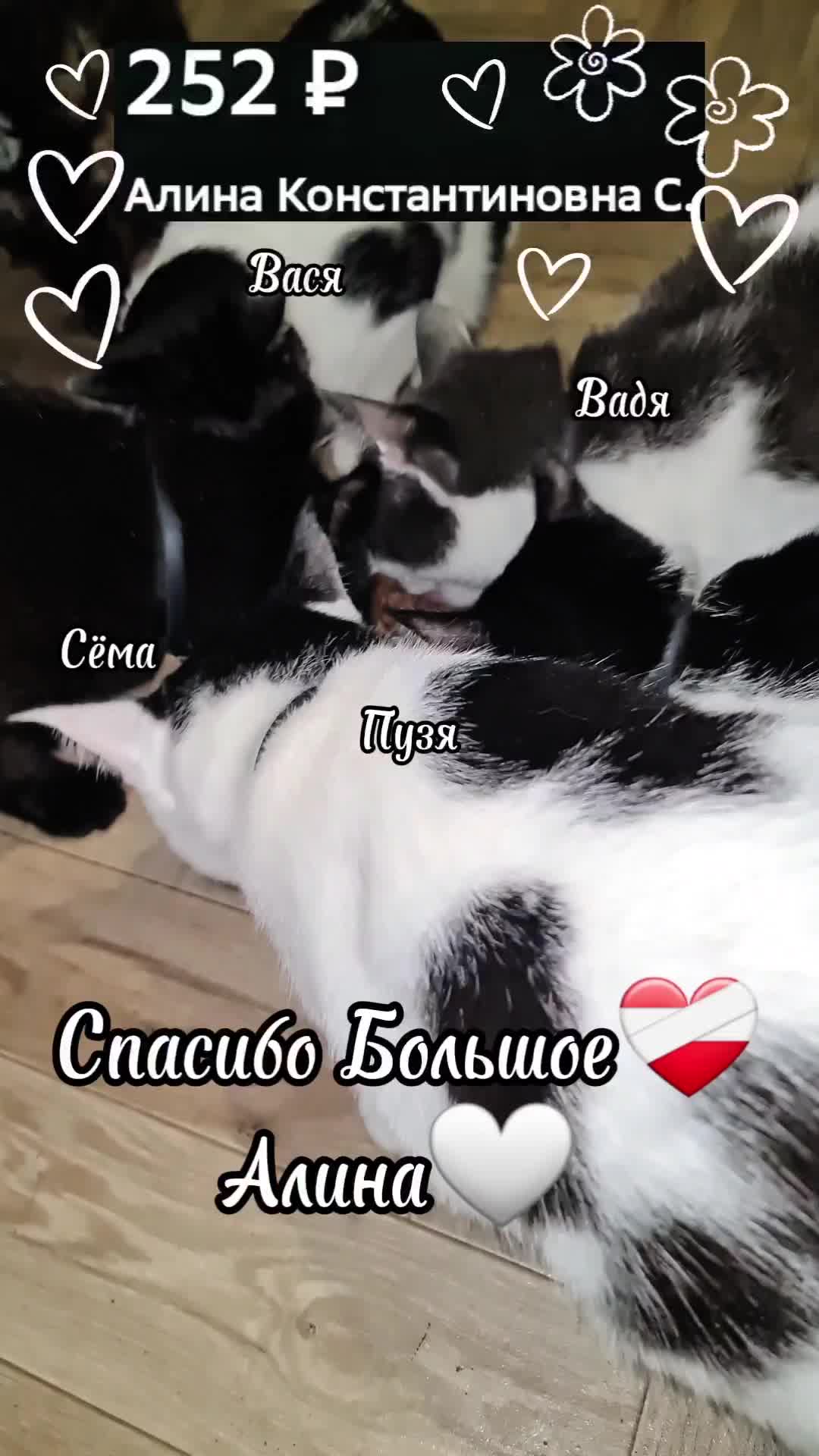 @Кошкин Дом