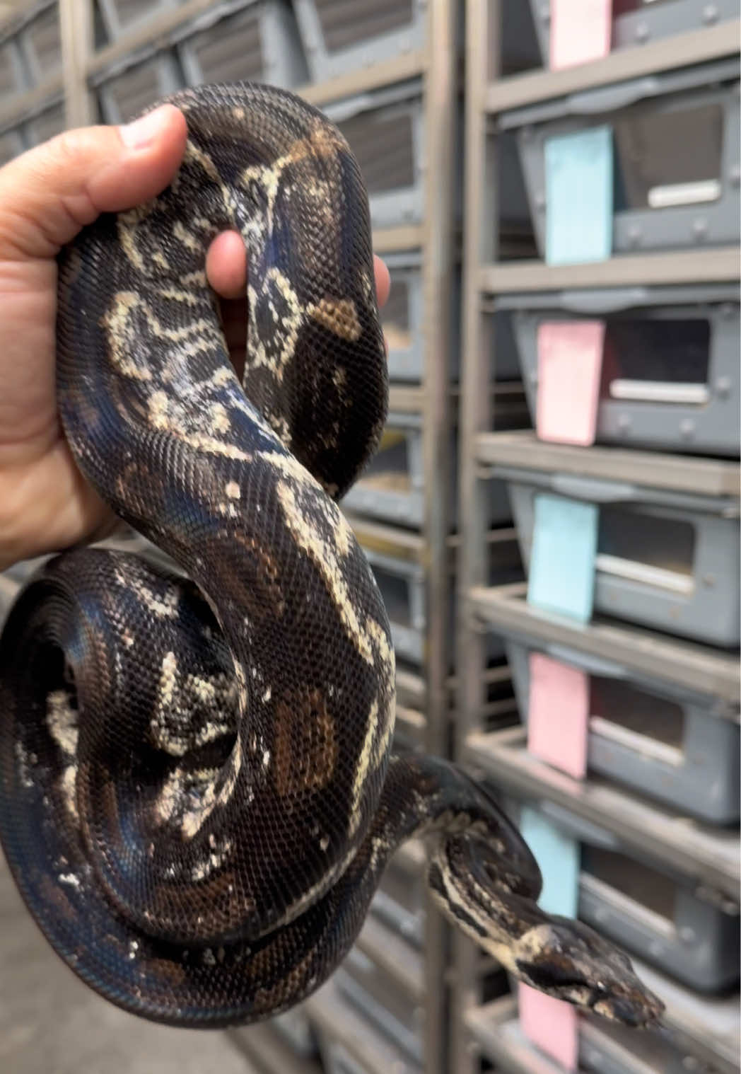 @Snake Country