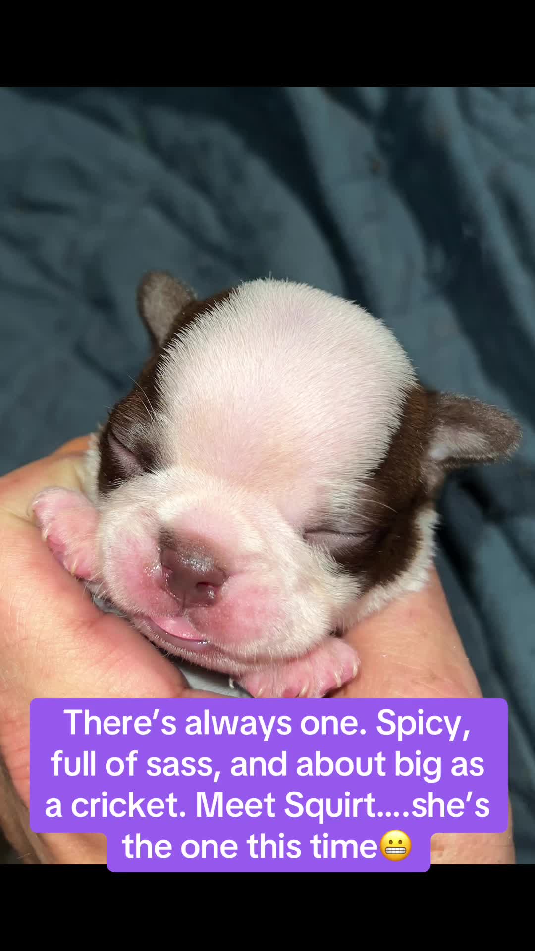 @SE Boston Terriers