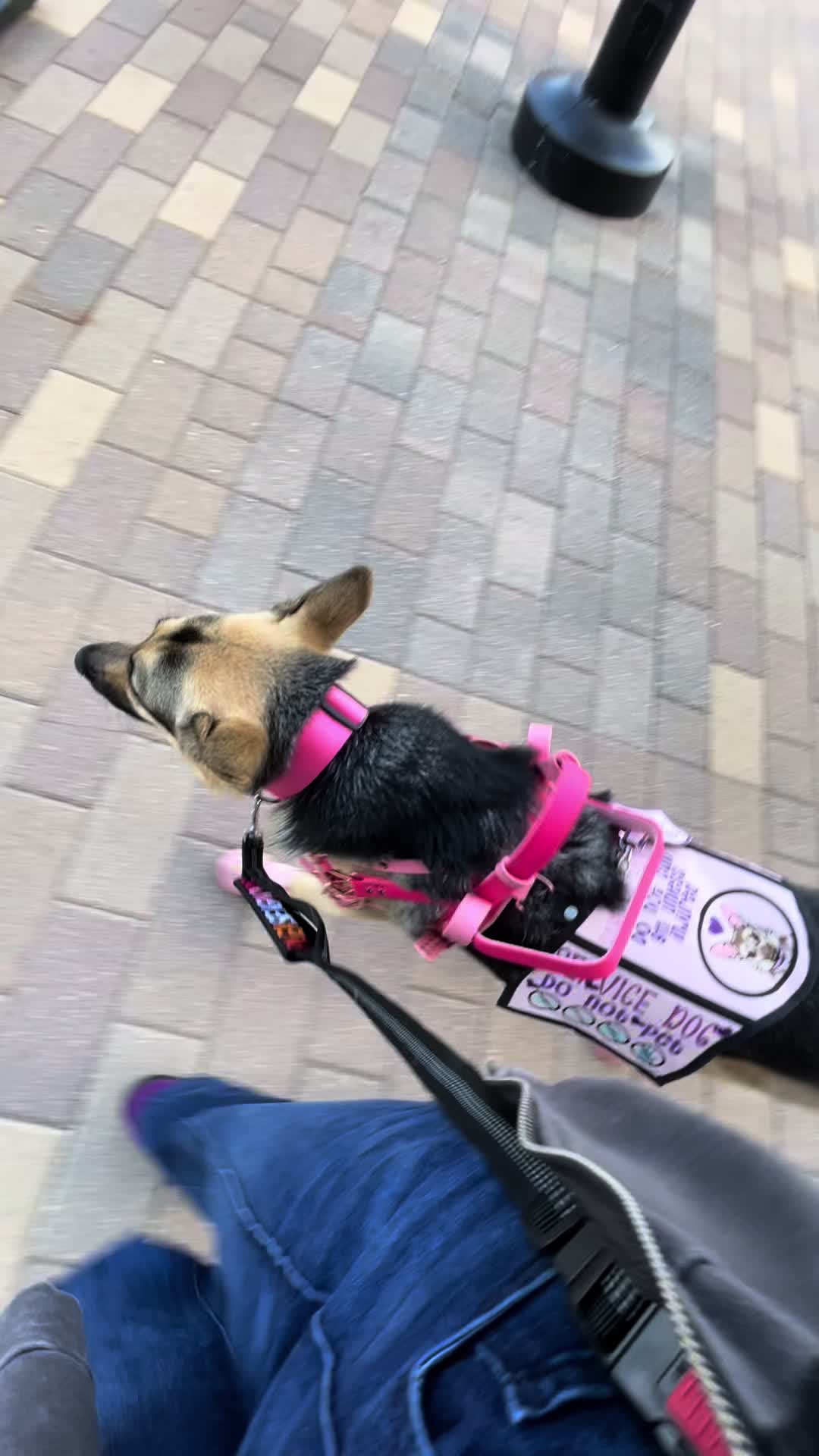 @duchesstheworkingdog