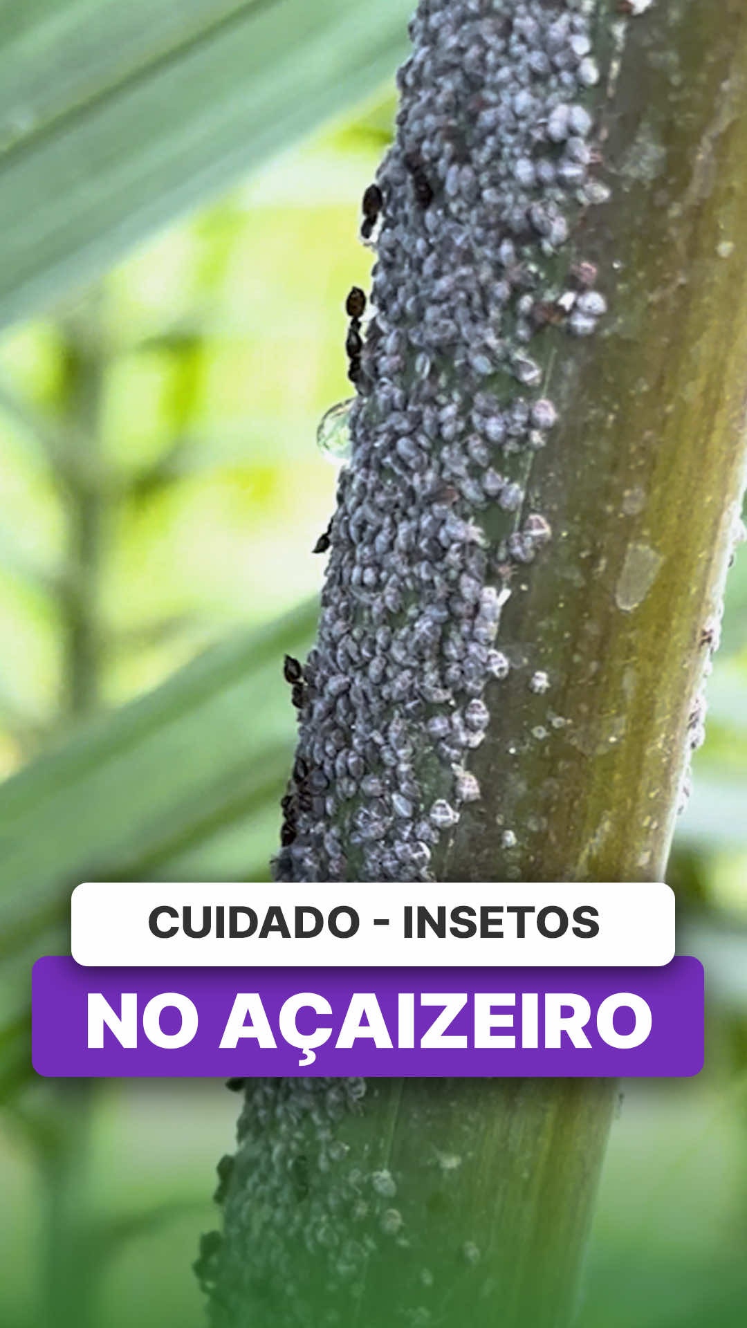 @ViveiroProMudas