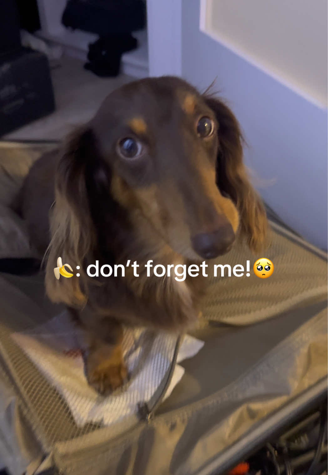 @bananaislong