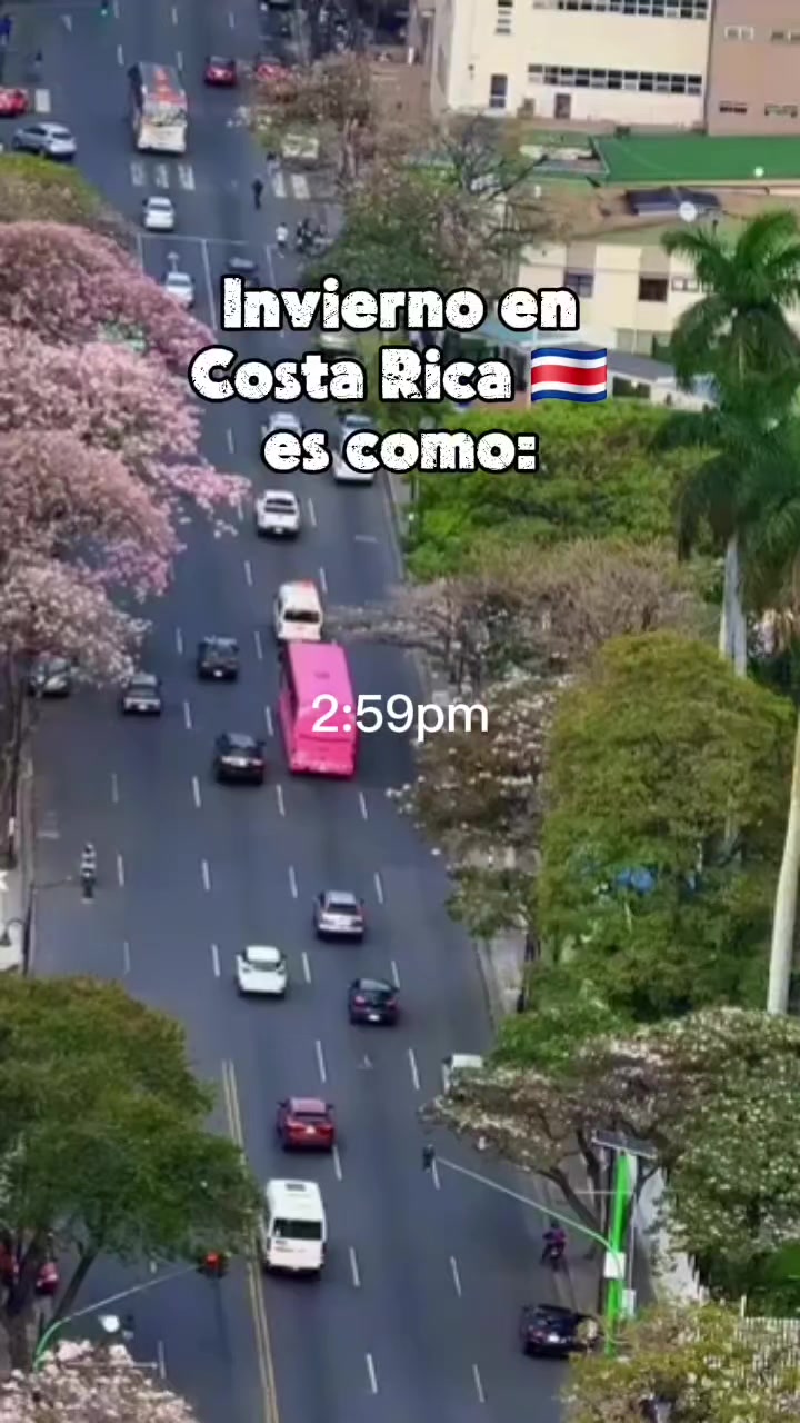 @Gallo en salsa 🥘 🇨🇷