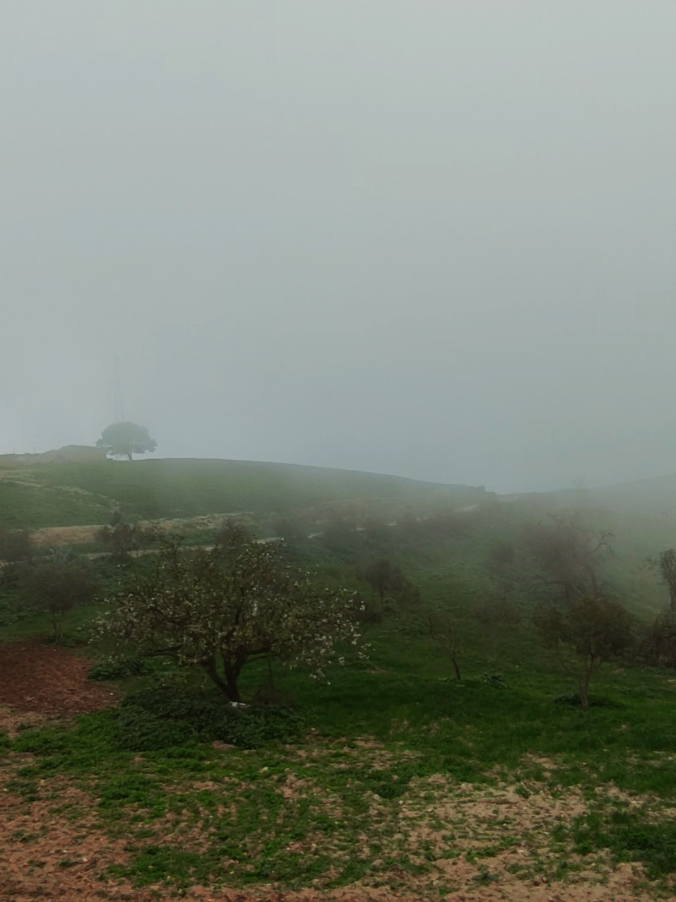 @الفنك الجزائري Algeria