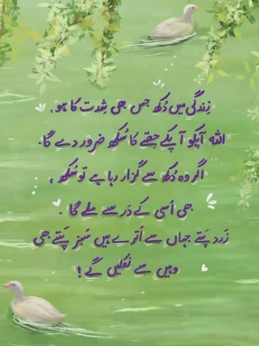 @Anum Alvi 🇵🇰🇺🇸