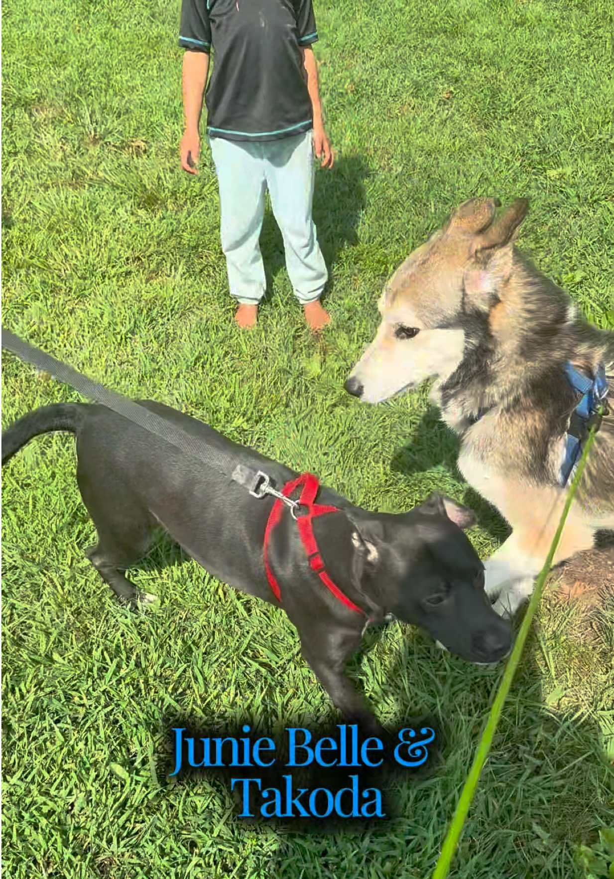 @shininglightanimalrescue