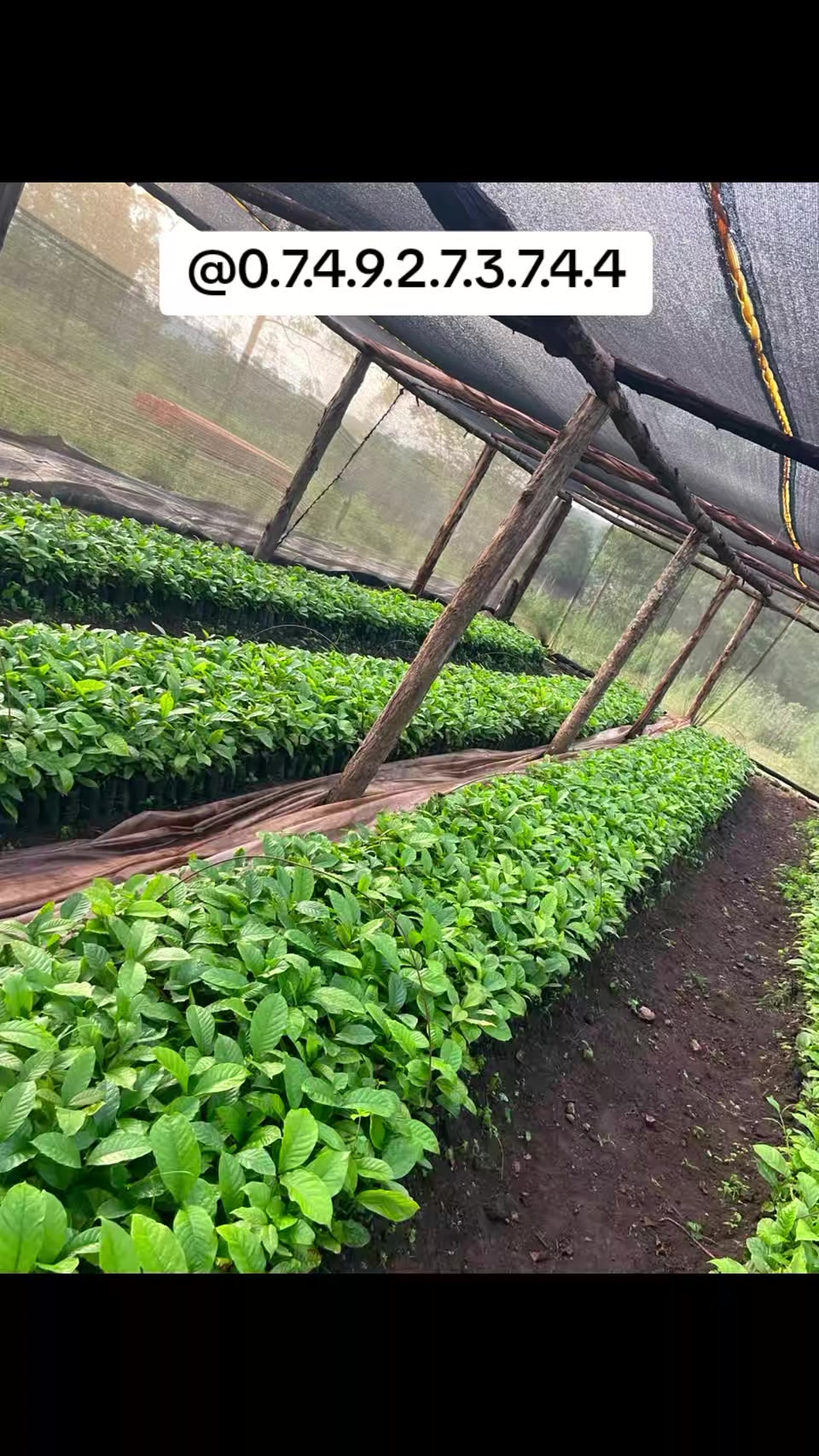 @MUKISSA AGRO Ug🌿