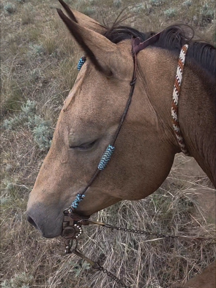 @wyomingrancher