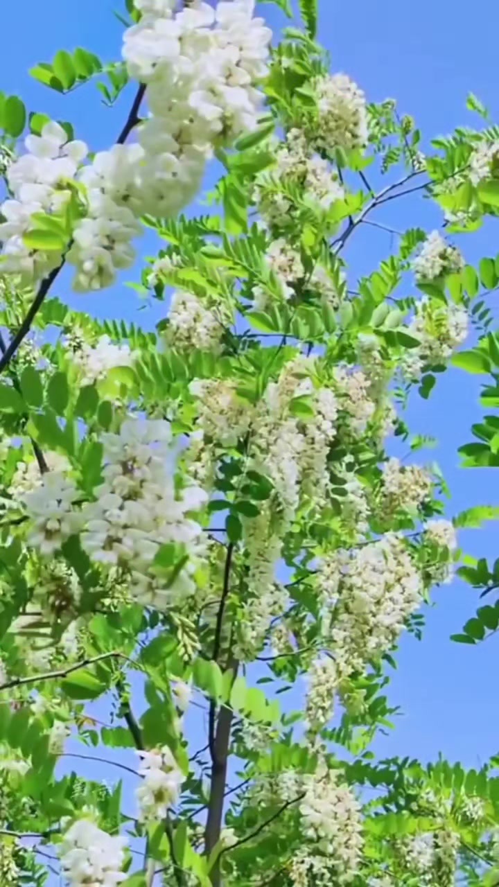 @Maxmadholik_Odinaev