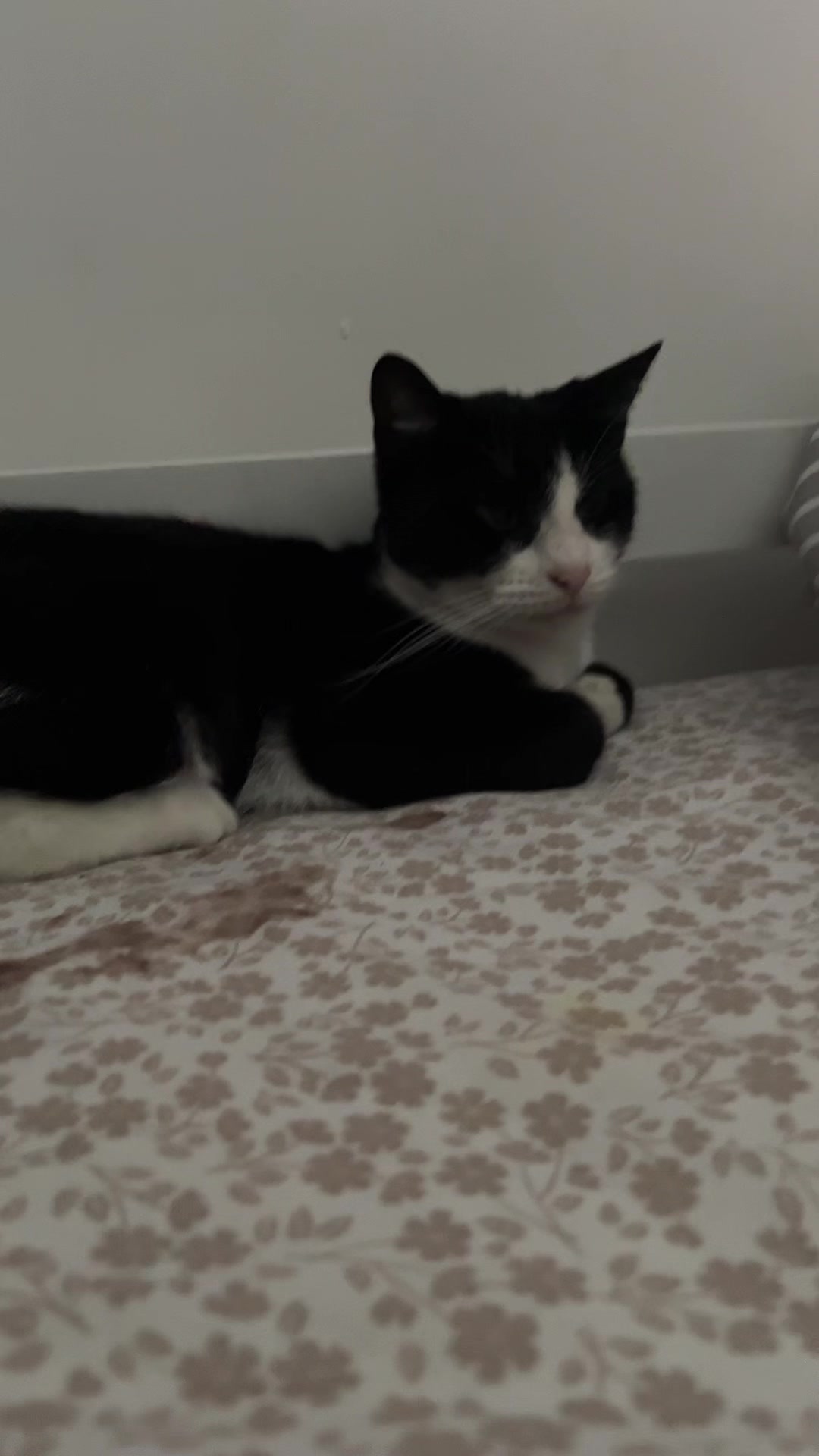 @Save Morris from FIP 🐾❤️&zwj;🩹
