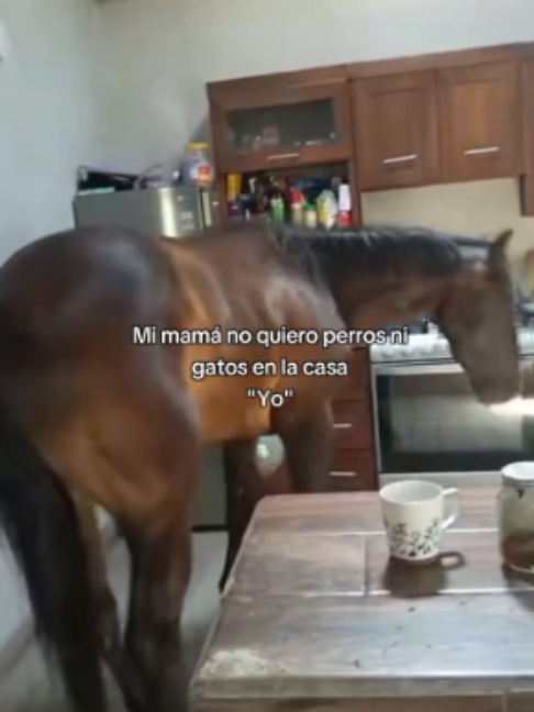 @Horses TikTok