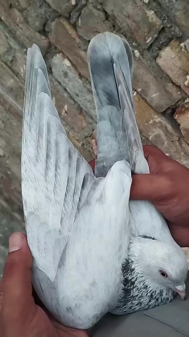 @سکندرپور پیجن👑