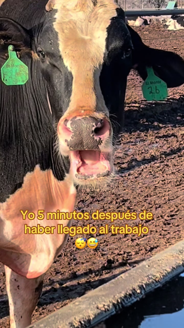 @El chespi🐄