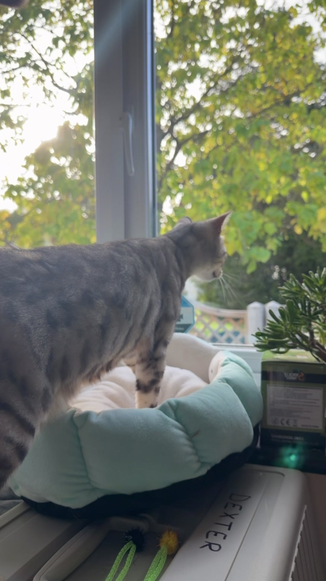 @Herongate Village Cattery