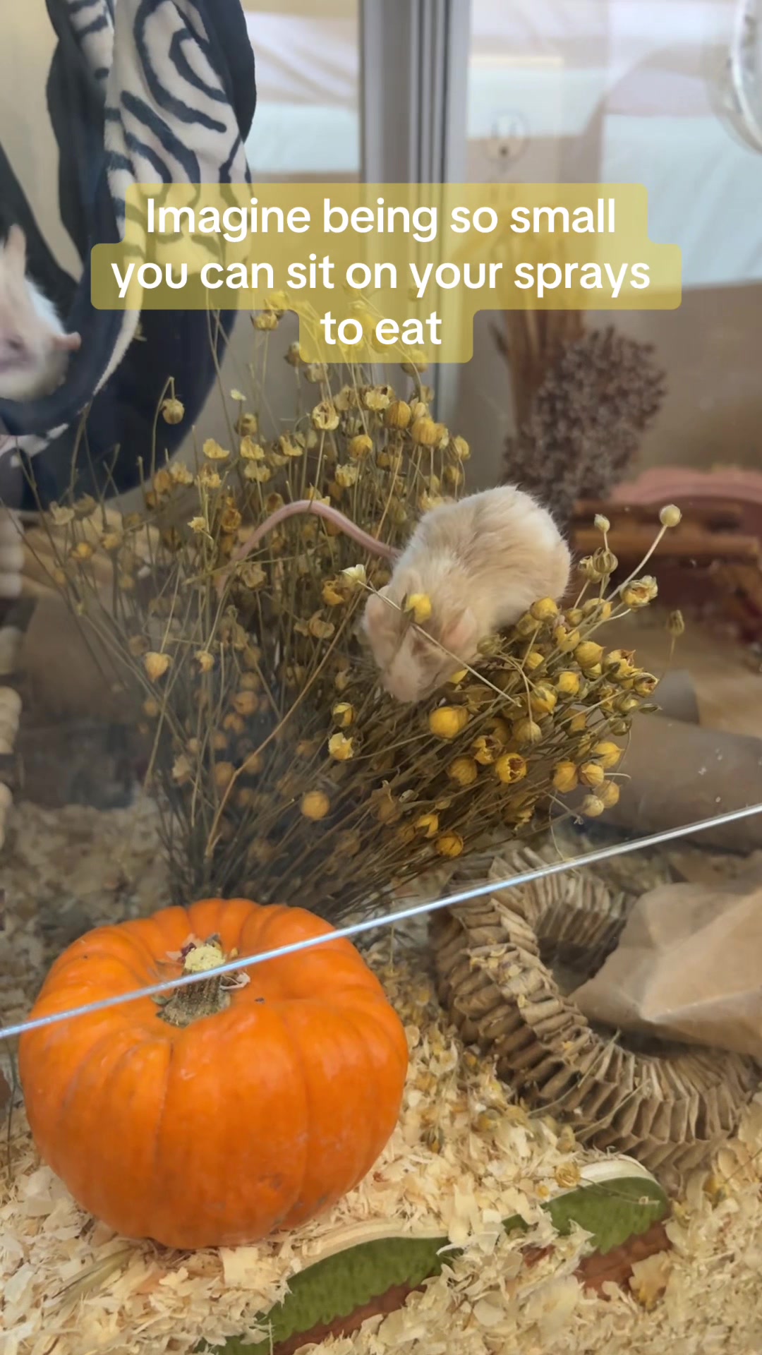 @thatweirdanimalgirl