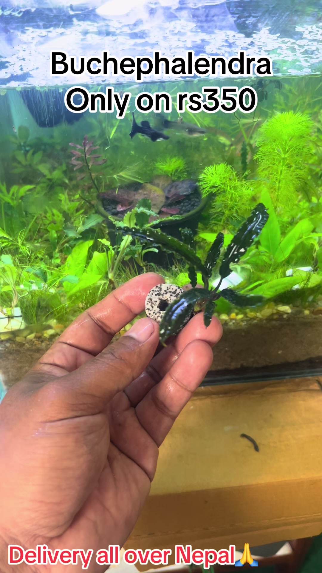 @aquadesire2🐠🐠