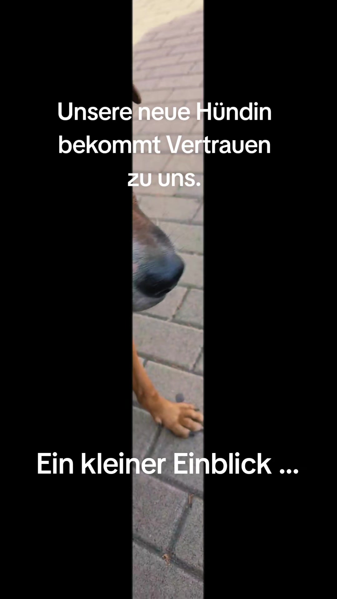 @ShelterBande