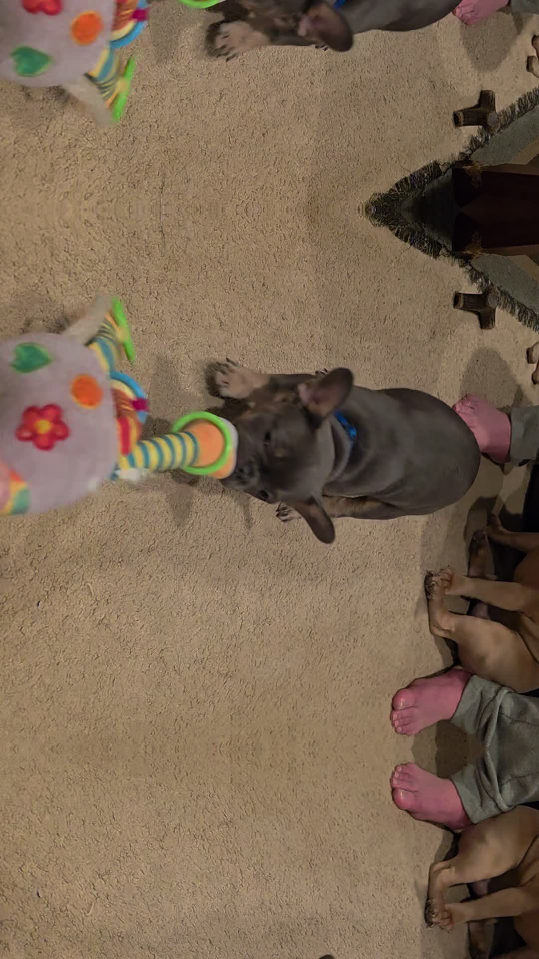 @AandDFrenchies