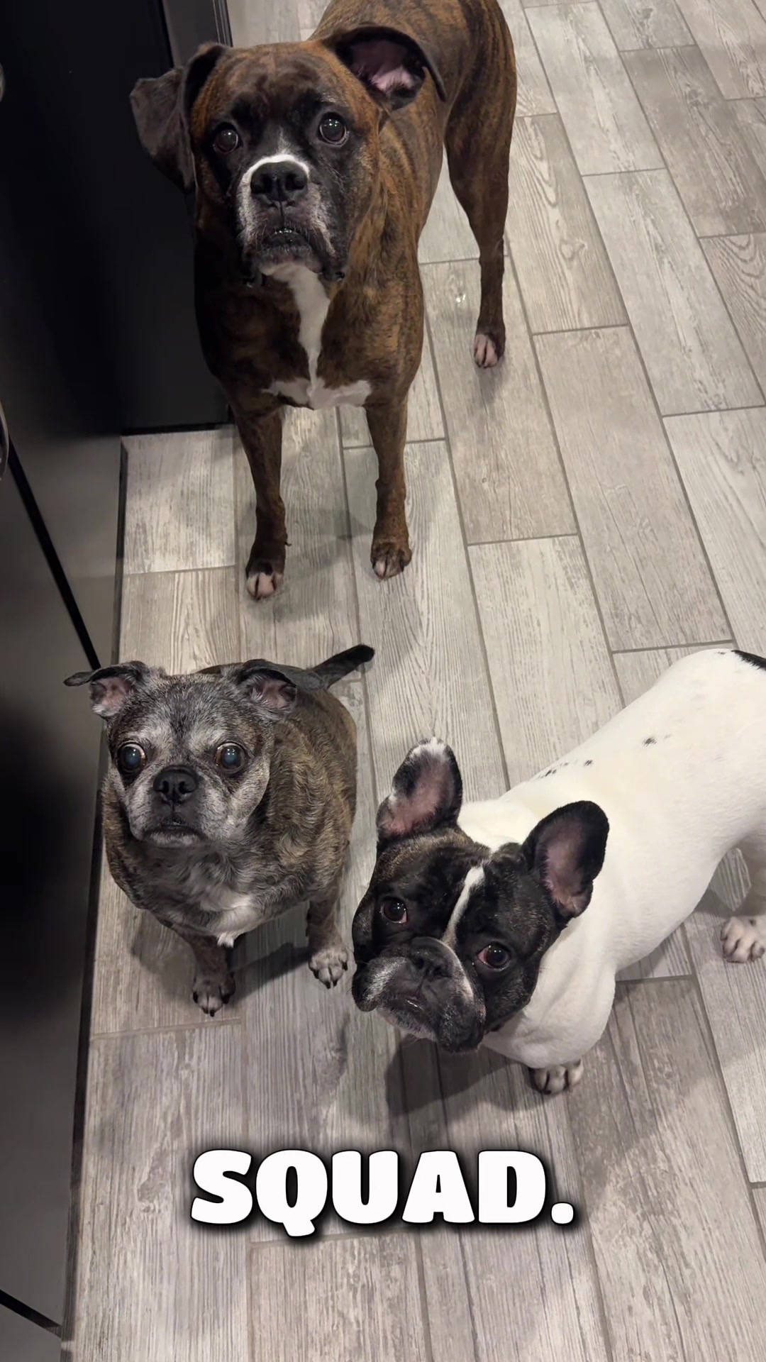 @Luna the Frenchie & Friends