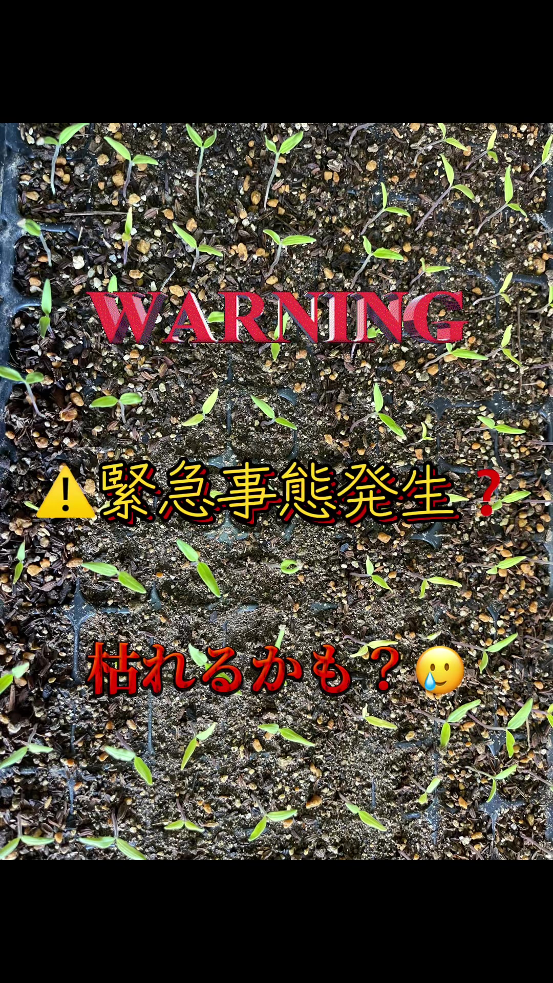 @美味しいトマトの研究所🍅🦌