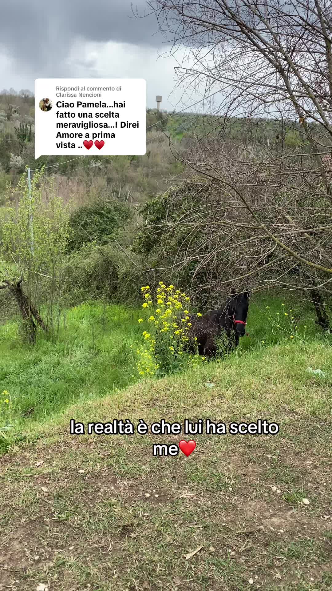 @black_the_friesian