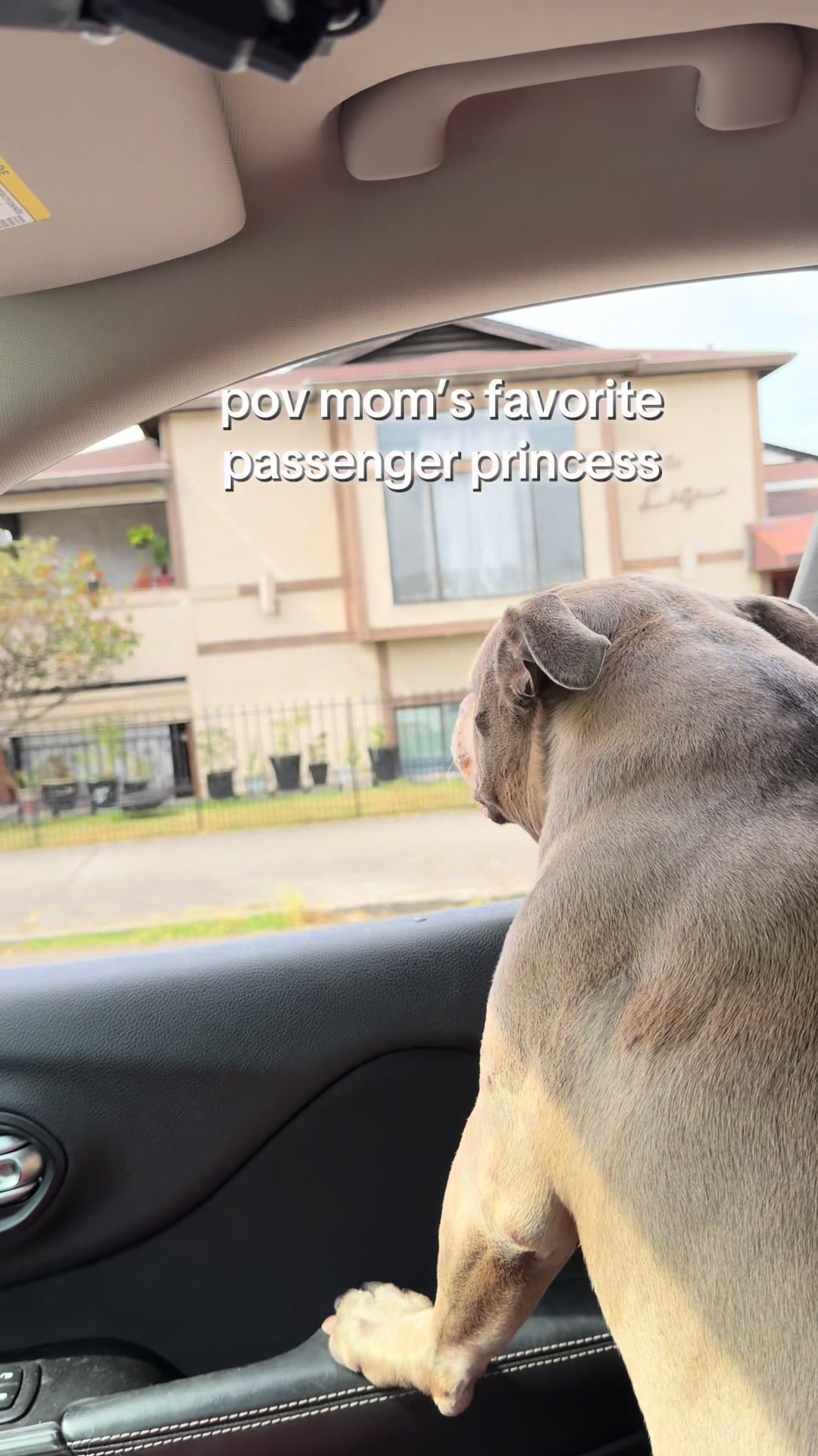 @IG: @lou.the.bully