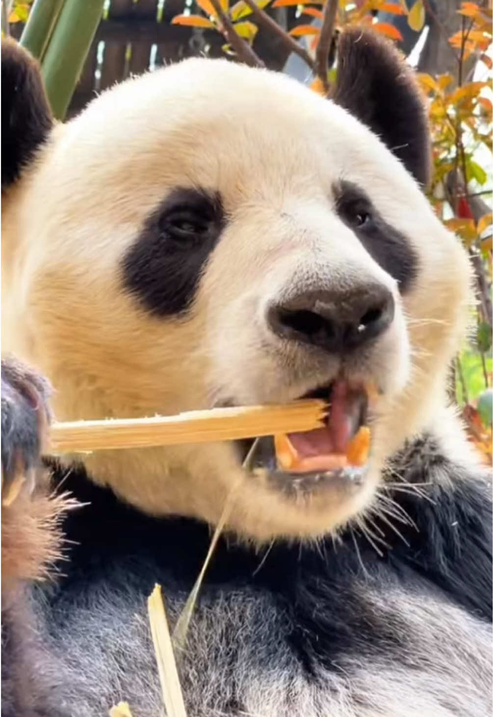 @Cute Animals 🐼