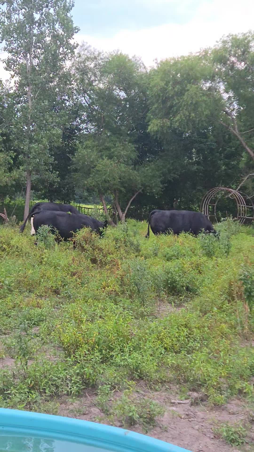 @Echo 🐴🐮🦌🐤